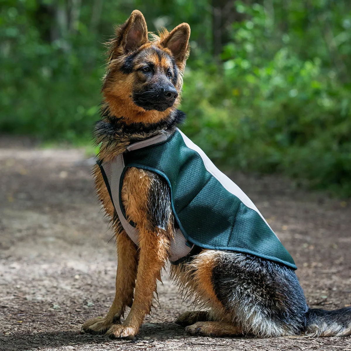 Dog Cooling Coat