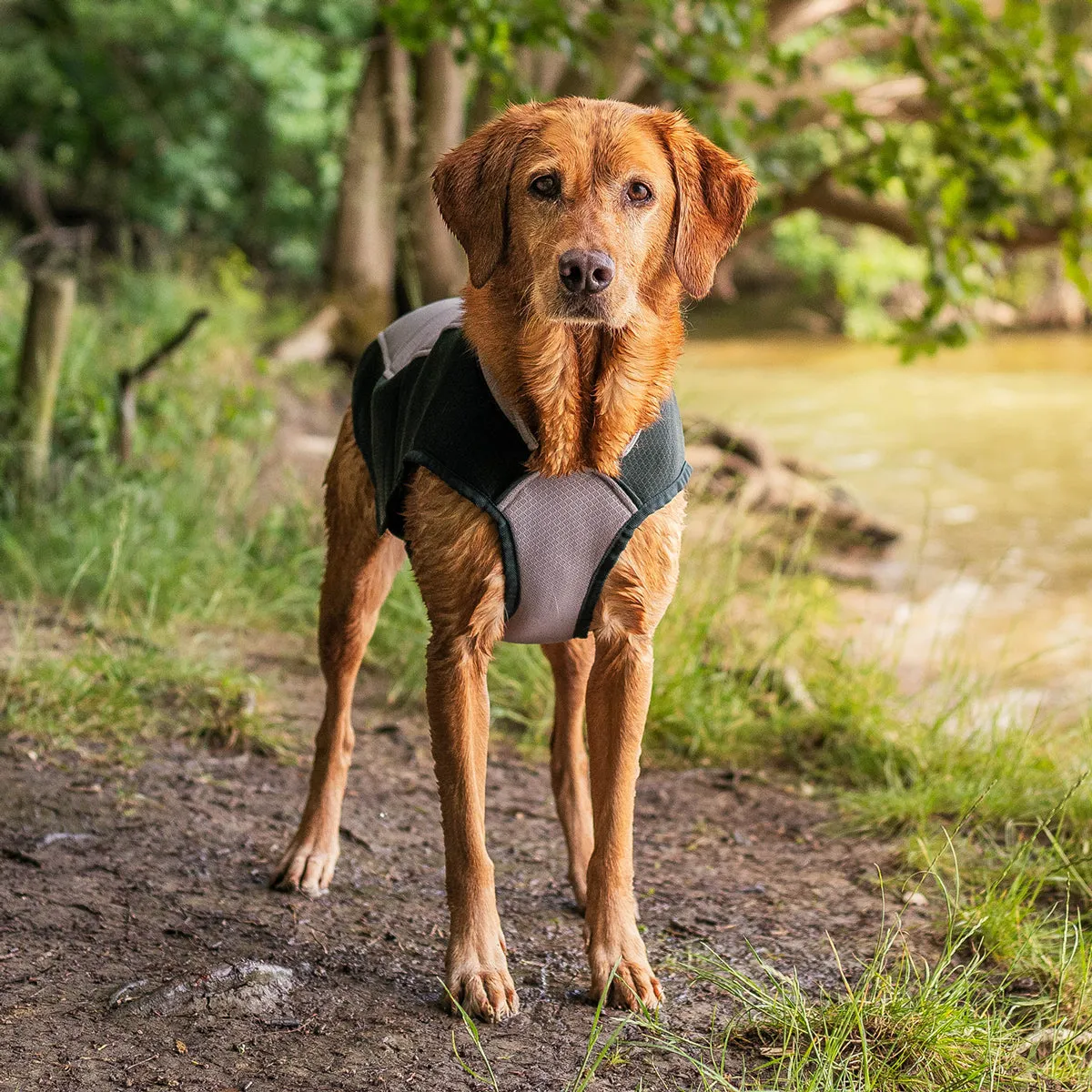 Dog Cooling Coat